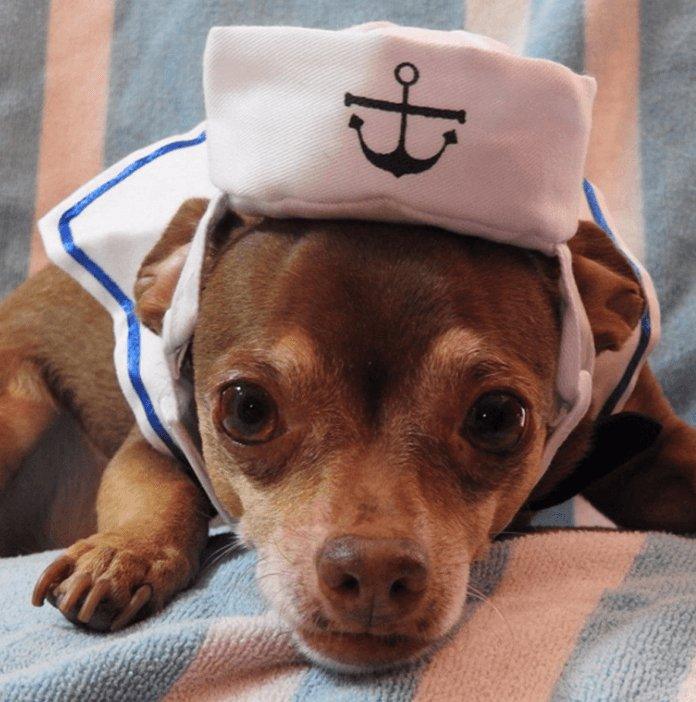 Adorable Nautical Pet Costume Set - Perfect For Halloween Cosplay!
